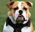 CarolinaDawg's Avatar